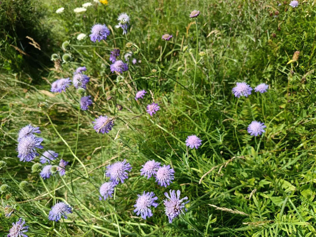 Scabious at Warham Camp, Norfolk #wildflowerhour