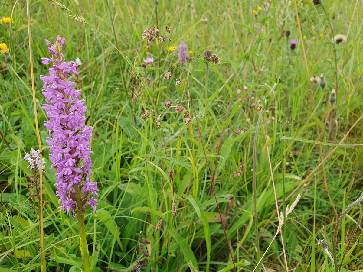 Multipletrees's tweet photo. Fragrant Orchid (Gymnadenia conopsea) and Quaking Grass (Briza media). Millers Dale Nature Reserve @DerbysWildlife @peakdi #wildflowerhour https://t.co/gd0T2OCXZy