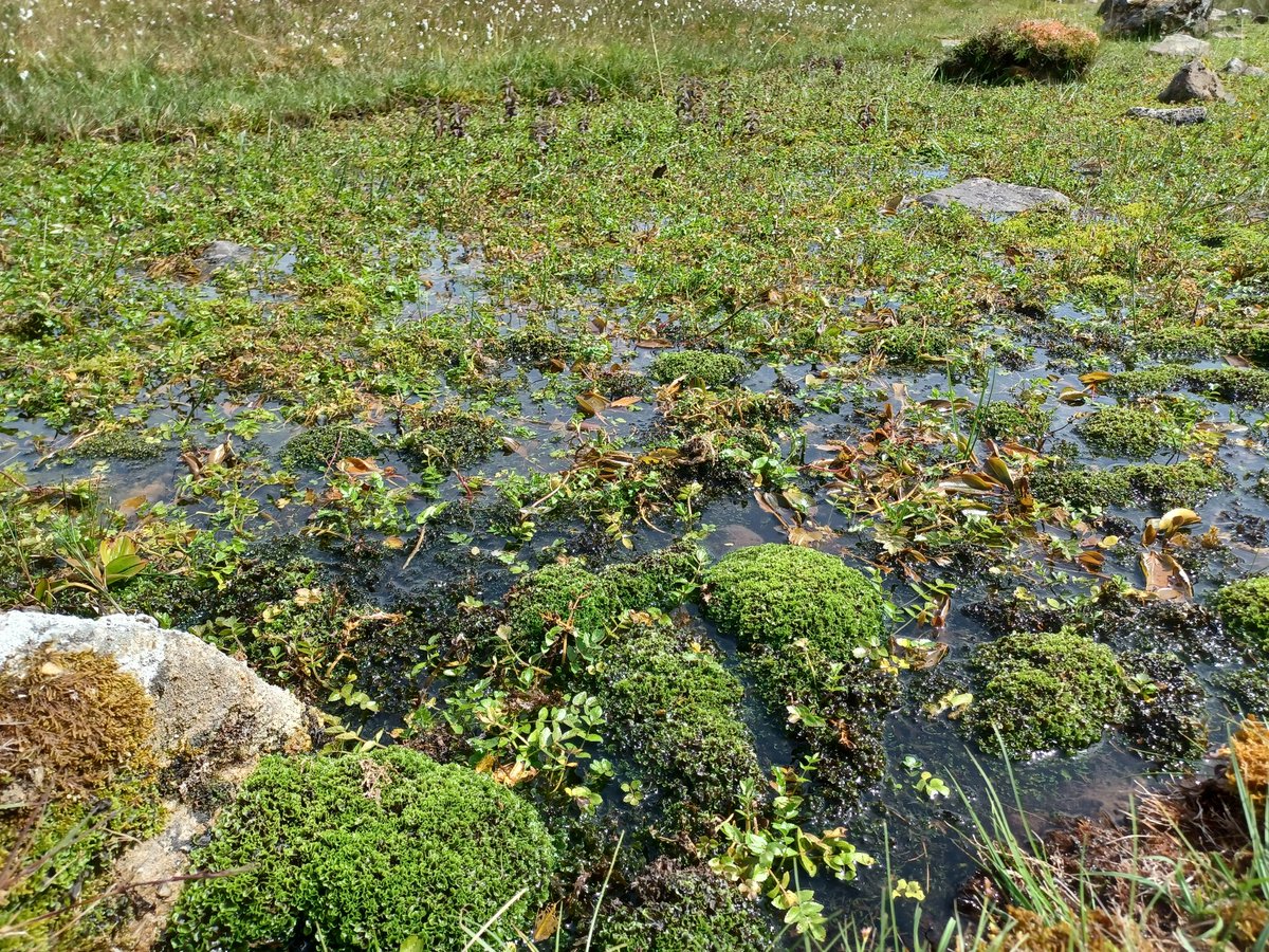 We are lucky to have two national nature reserves on our doorstep. Today's adventure was a circular hike round Craig Y Cilau, a botanical gem with abundant bird life - ravens and peregrines stealing the show today. Also great for fungi later in the year.