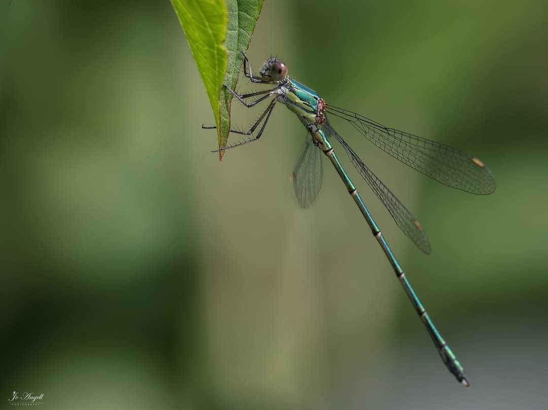 Jo Angell (@joangell5) on Twitter photo Willow Emeralds π€© First sightings of the season today. Buckinghamshire. 28/07/2024
<a href="/CanonUKandIE/">Canon UK and Ireland</a> <a href="/scenesfromMK/">scenesfromMK</a> <a href="/TheParksTrust/">The Parks Trust</a> #buckinghamshire #cupoty #theparkstrust Willow Emeralds π€© First sightings of the season today. Buckinghamshire. 28/07/2024
<a href="/CanonUKandIE/">Canon UK and Ireland</a> <a href="/scenesfromMK/">scenesfromMK</a> <a href="/TheParksTrust/">The Parks Trust</a> #buckinghamshire #cupoty #theparkstrust
