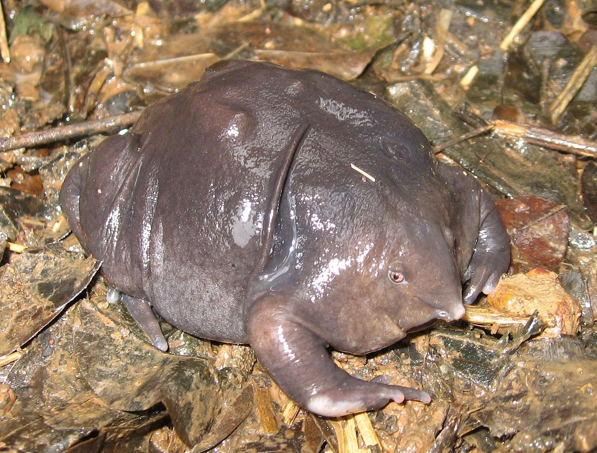 The INDIAN purple frog

SAY LESS 
JUST REPOST