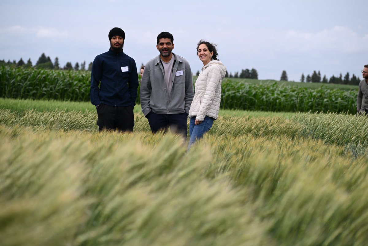 Wheat brings happiness! <a href="/knaveen_vt/">Naveen Kumar</a> <a href="/jujhargill_/">Jujhar Singh Gill</a> <a href="/analauraachilli/">Ana Laura Achilli</a>