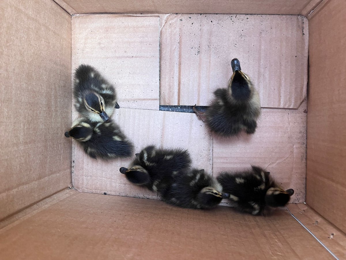 LFB Bromley tweet media