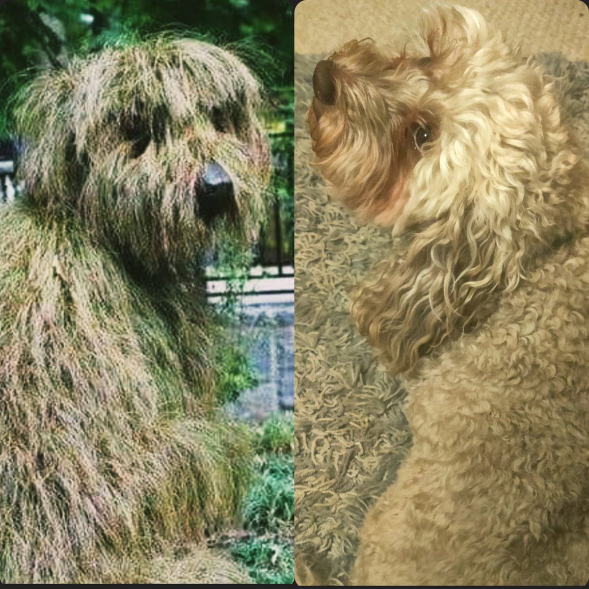 Hoomom thinks this grass sculpture at the Atlanta Botanical Gardens resembles me. What do you think furiends? 🐾🌱💕 #sundayvibes