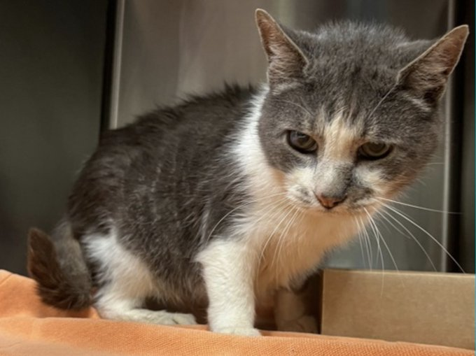 PeterAskin1's tweet photo. Patches" is a senior in need
& for this #NewYork cat who will lead
& to her plea will we heed?
Litterbox issues but no vet care
& she needs hospice that would be fair!
Pledge for rescue & salvation
here & there & in all creation!
Tag @LOVE_CATS_ONE with pledges!
VERY URGENT! 🙏
https://t.co/ZIx6uzKo08