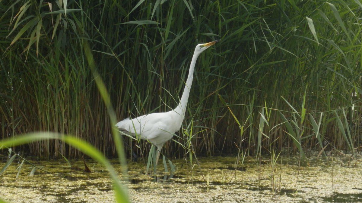 Rebekah E. T. Moore (@rebekahetmoore) on Twitter photo And the prize for the longest neck competition goes to this very fine Great White Egret <a href="/RSPBHamWall/">RSPB Ham Wall</a> yesterday. (Apparently quite common in Somerset, but it was a lifer for me!...I'm from Little Egret country.) And the prize for the longest neck competition goes to this very fine Great White Egret <a href="/RSPBHamWall/">RSPB Ham Wall</a> yesterday. (Apparently quite common in Somerset, but it was a lifer for me!...I'm from Little Egret country.)