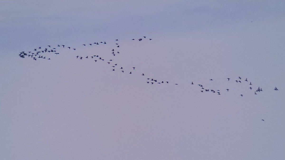 Grand total of 1465 Common Scoter high NW up the Humber 1920-2125 +170 still on the water. Spectacular 💥 #vismig #nocmig #humberbirds