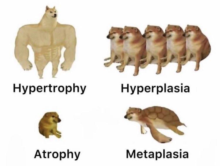 Already a classic in med school