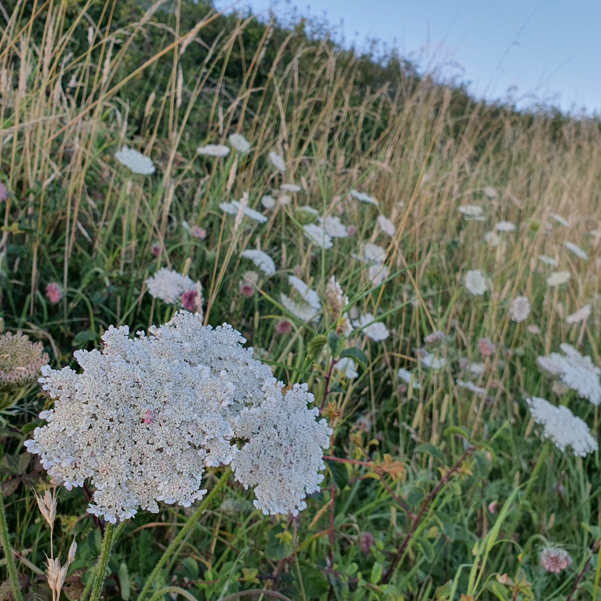 Multipletrees's tweet photo. Wild Carrot (Daucus carota), Codgen 
@NTSouthWest
 @Dorset_NL late for #wildflowerhour https://t.co/3z6572d9J1