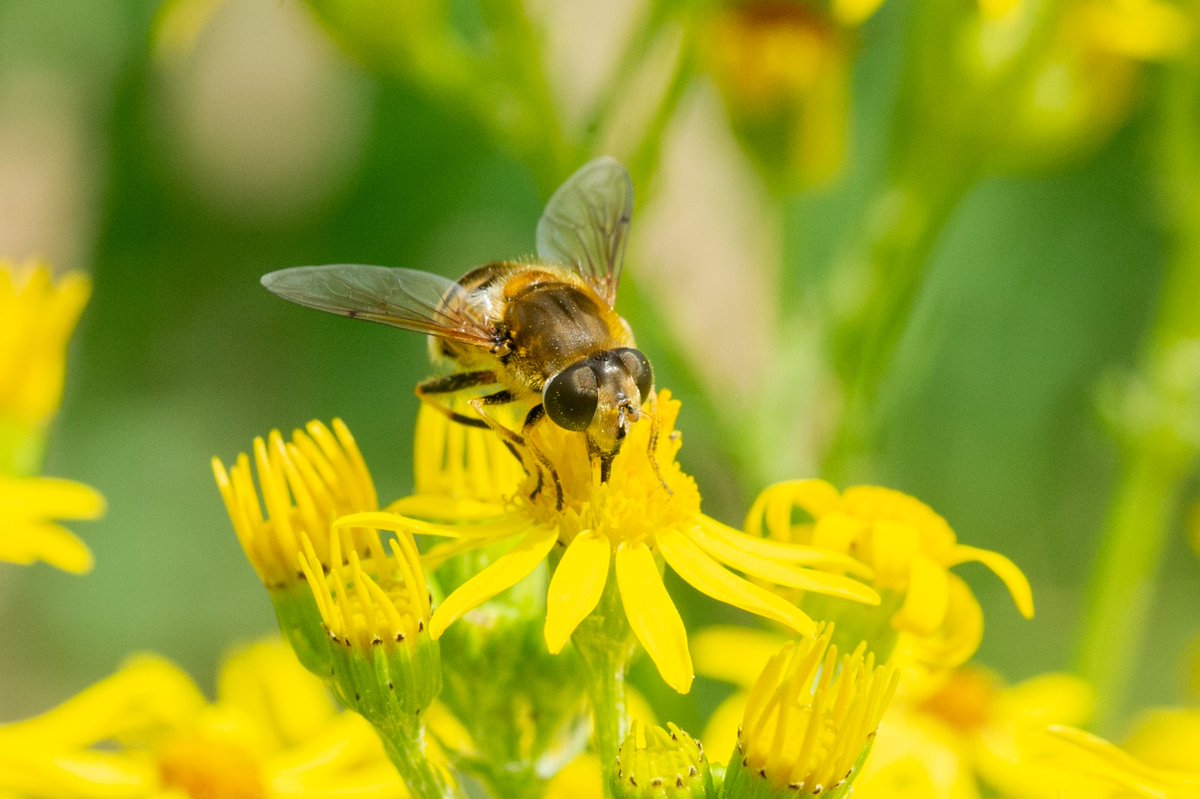 schoene_moewe's tweet photo. Some Eristalis species from a hot day today at @RodleyNR. Arbustorum, nemorum and tenax! 
#hoverflies @DipteristsForum https://t.co/BjBkJhqtlF