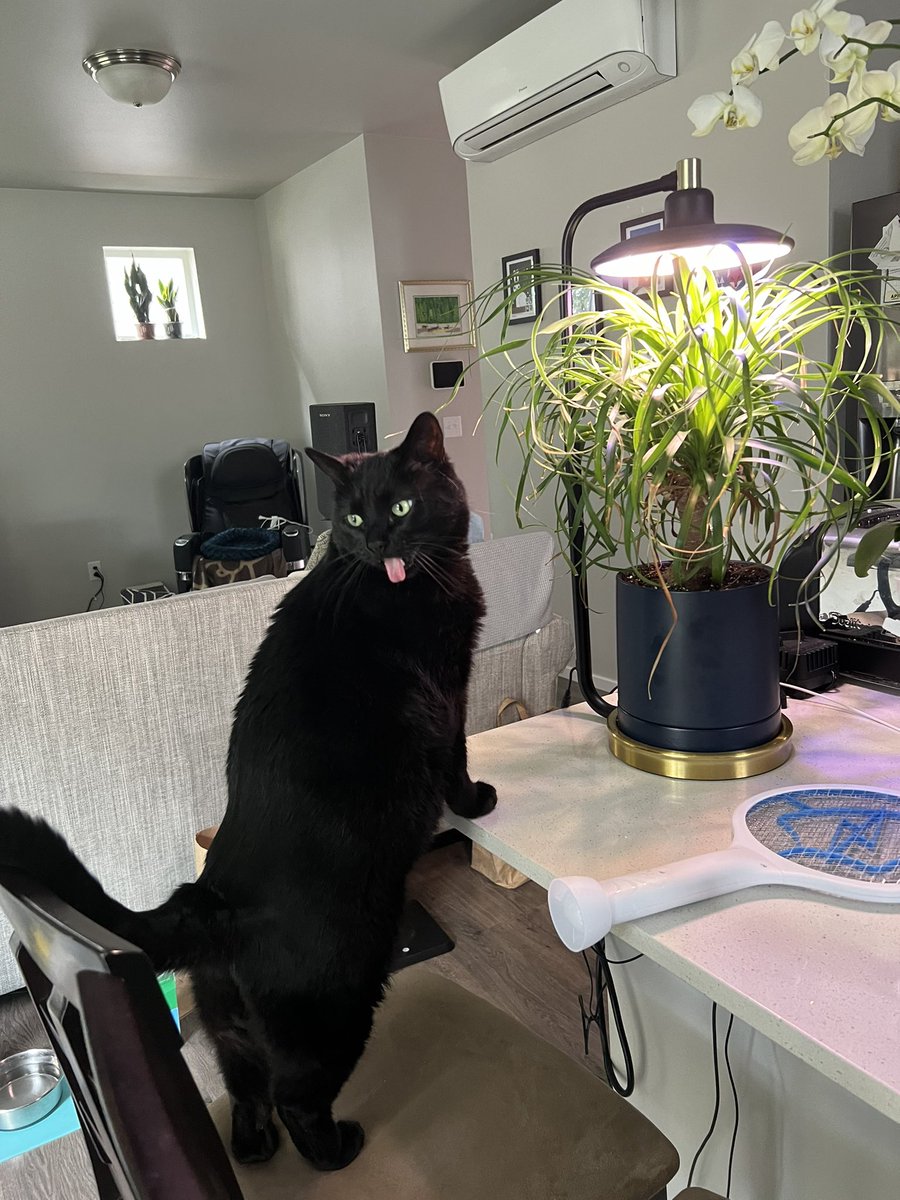 肥貓 (@kitty06723028) on Twitter photo 