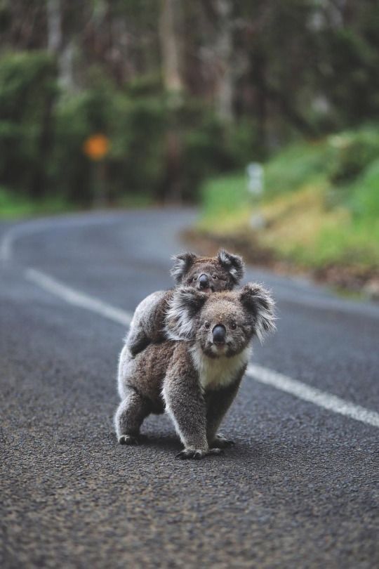 MQuigley1963's tweet photo. Write a #sixwordstory or a #poem about this picture.
The summer fire
Burned bright
Killing everything in sight
We made it out
Onto the road
Roaming free
Searching
For a new home
And some leaves to eat
We were like nomads
In a foreign land
Looking for comfort
As well as simple treats
#prompt