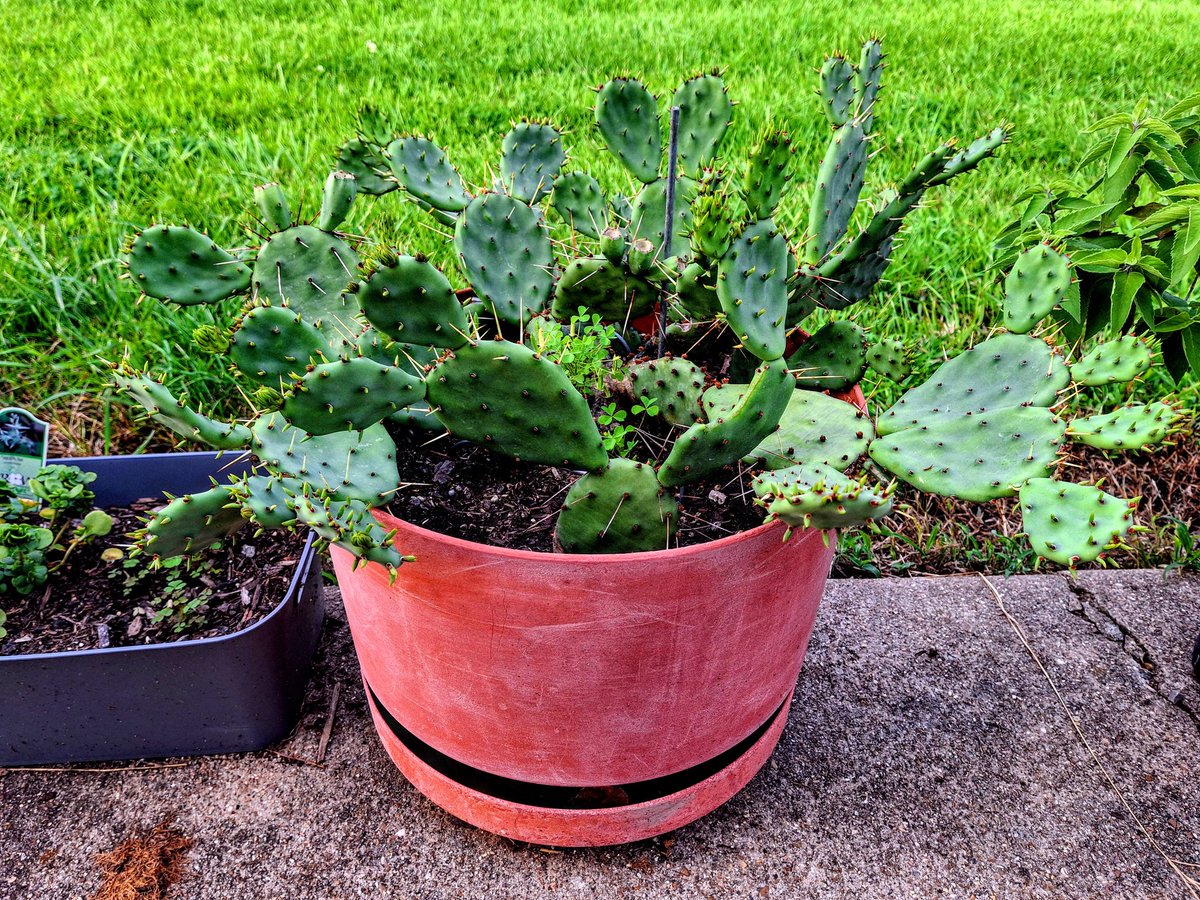 programmer1200's tweet image. Then and now #plants