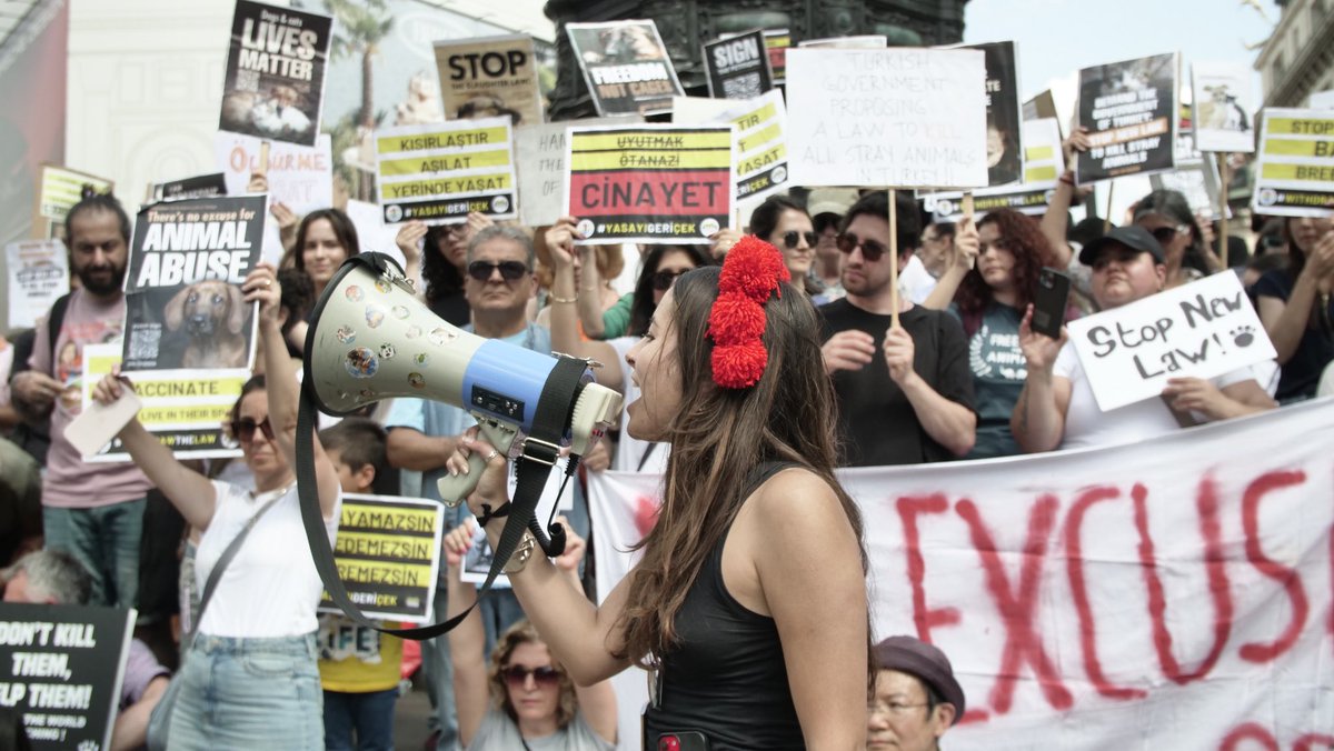 🚨LONDON PROTESTS FOR TURKISH STRAYS 🚨 

More than hundred activists in London protested against Turkey’s massacre law to kill millions of stray animals. 

We DEMAND Turkey to STOP this OUTRAGEOUS law immediately. 

#WithdrawTheLawTurkey
#YasayiGeriCek #TurkishStrays 
<a href="/domdyer70/">dominic dyer</a>
