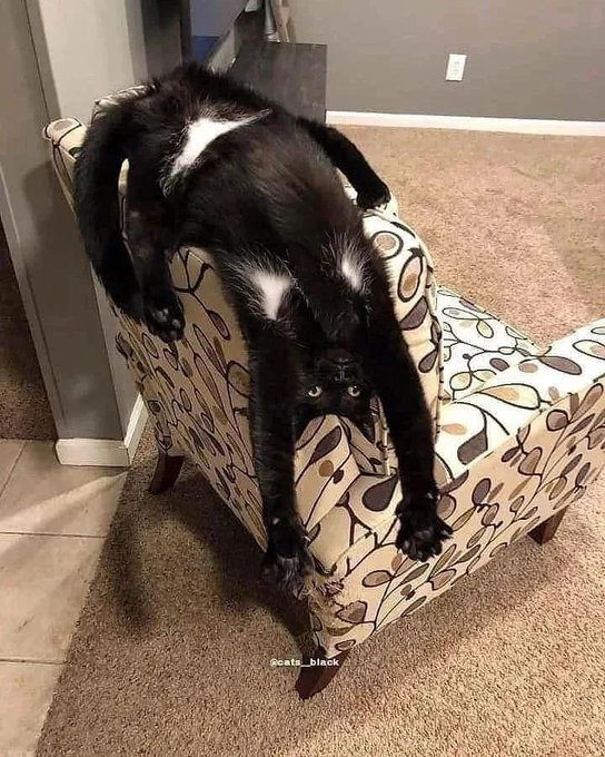 ECaptain1701's tweet photo. SAME ENERGIES.
I SEE NO DIFFERENCES. 

#StarTrek
#StarTrekAOS 
#ChrisPineStarTrek 
#CaptainJamesTiberusKirk
#AOSJimKirk 
#ChrisPine 
#CatsWithAura

#STARCATT 

Cat Picture Credit: @catswithaura 👇👇 https://t.co/5izJ4VVqRX