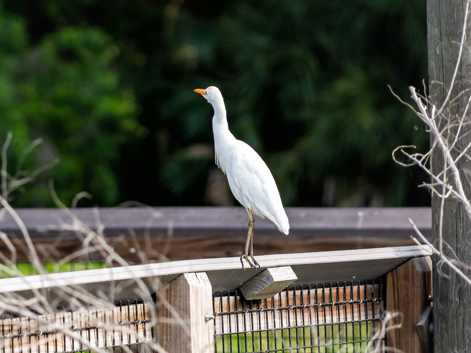 Explore the popular birding spots from Morningside Nature Center to La Chua Trail in #GainesvilleFL. Whether you're an avid birder or just curious, the variety of birds along the natural landscapes here will impress you. #HotelELEO is just minutes away! bit.ly/3bJla15