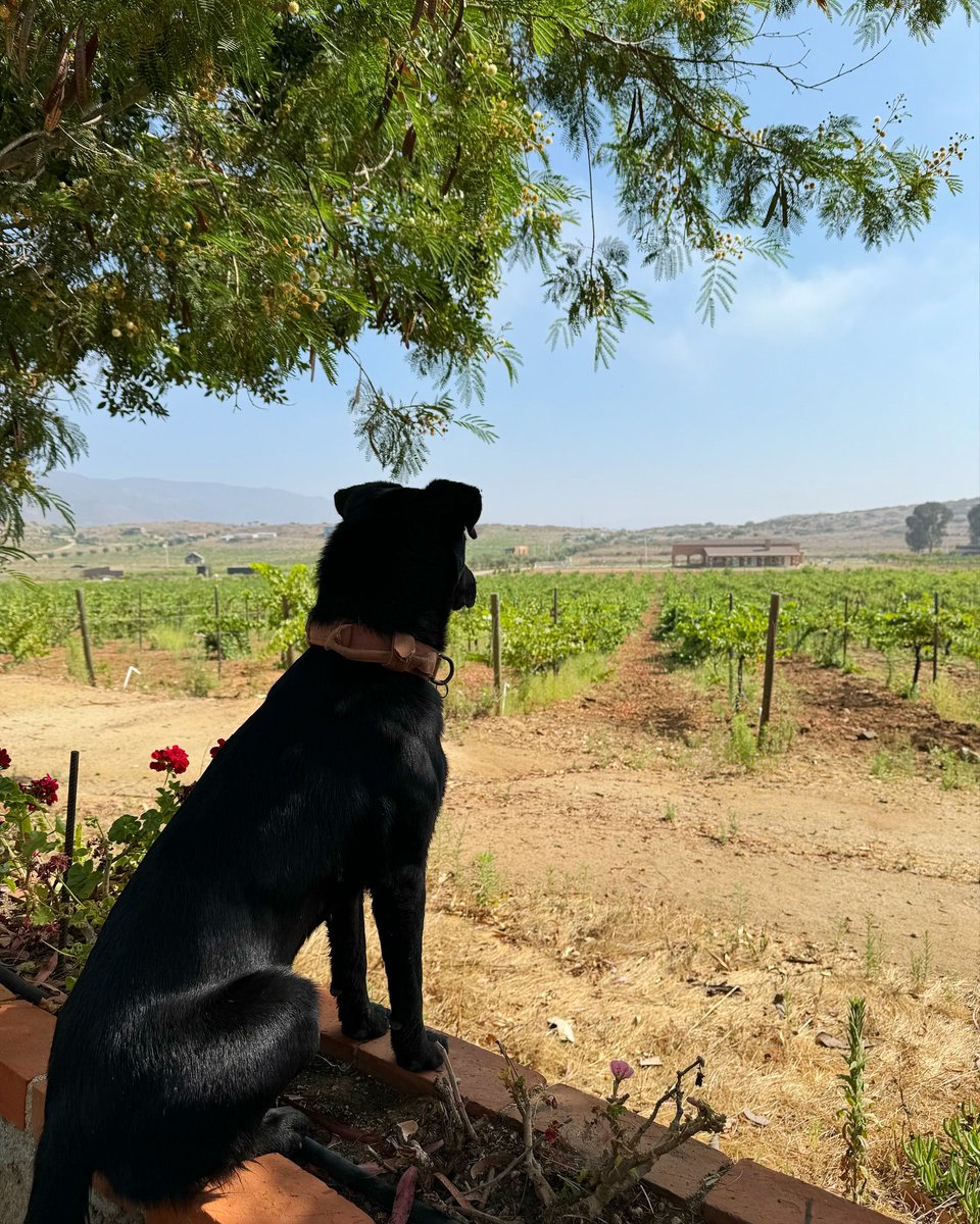 VinosRondo's tweet photo. Laika la protectora de Rondo Del Valle 🐶 🍇. https://t.co/4xEv0jNwZa