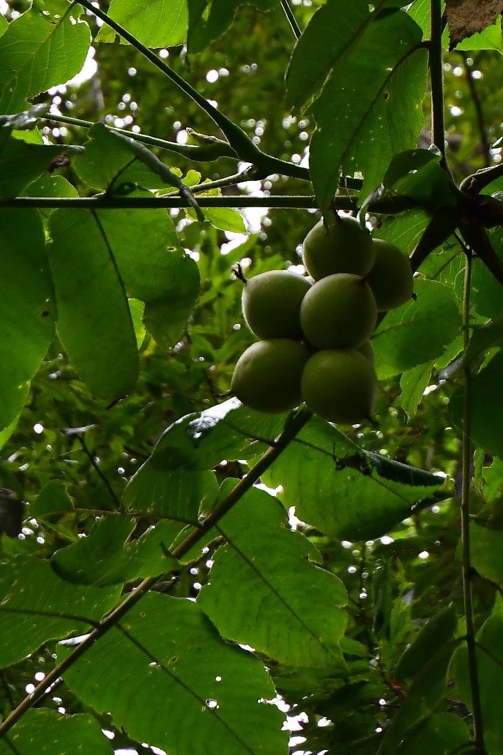 おはようございます
細かい雨が降る19℃の朝
ここ数日こんな天気が続いてます
梅雨前線の影響らしく、これって北海道も梅雨？って感じです😅
クルミの実がたわわに成っていたのは今朝のいい発見でした