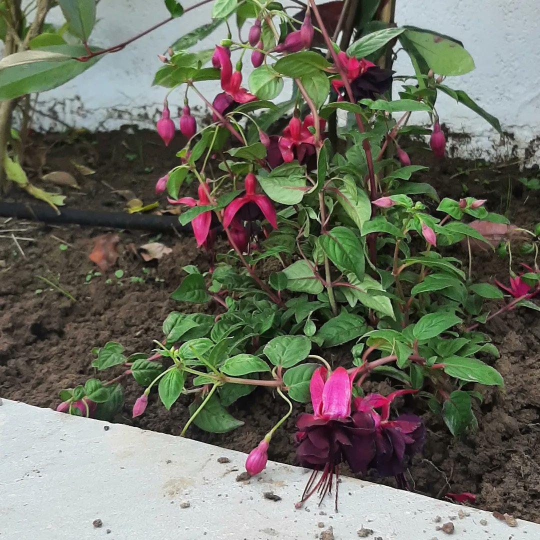 I got some beautiful flowers at <a href="/springmountgc/">Springmount Garden C</a> this weekend if you look closely you can see Charlie helping...

#Gardening #Garden #Flowers #Flower #Lily