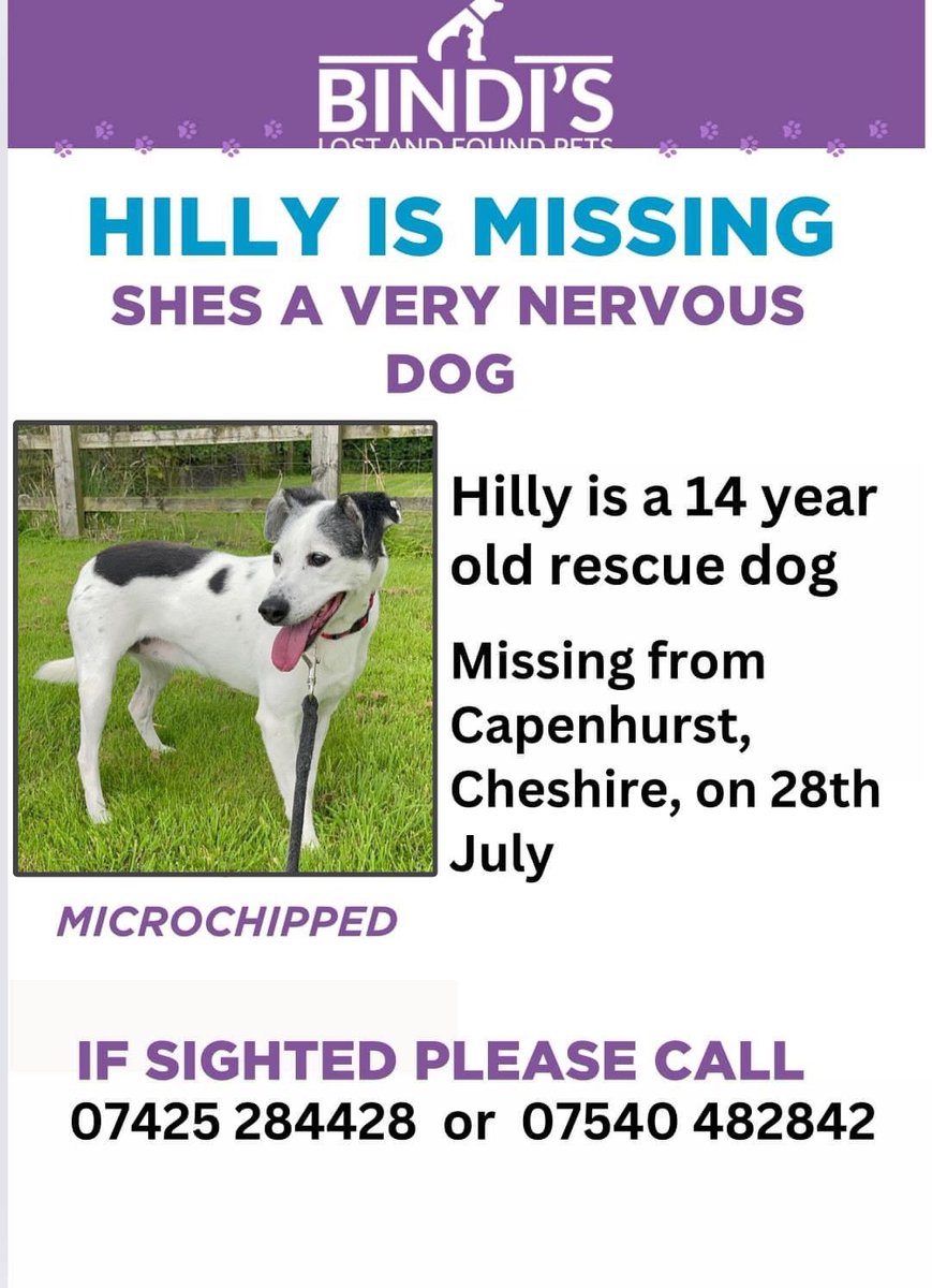 Help Find ‘Me’ - Chester (@chesterhelp) on Twitter photo ❌ALERT❌
HILLY - missing 28/7 #Capenhurst #Chester UK #CH65
TIMID RESCUE DOG 😢
‼️PLEASE KEEP EYES PEELED ‼️
🚫DO NOT FOLLOW/GRAB/CHASE/PRESSURE
☎️ PLEASE CALL IF SPOTTED 🙏🏻
#missingdog #lostdog #dogsoftwitter #RescueDog #help #FindMe #dog <a href="/Dee1063/">Chester's Dee Radio</a> <a href="/wearechester/">We Are Chester</a> <a href="/PoliceChester/">Chester Police</a> ❌ALERT❌
HILLY - missing 28/7 #Capenhurst #Chester UK #CH65
TIMID RESCUE DOG 😢
‼️PLEASE KEEP EYES PEELED ‼️
🚫DO NOT FOLLOW/GRAB/CHASE/PRESSURE
☎️ PLEASE CALL IF SPOTTED 🙏🏻
#missingdog #lostdog #dogsoftwitter #RescueDog #help #FindMe #dog <a href="/Dee1063/">Chester's Dee Radio</a> <a href="/wearechester/">We Are Chester</a> <a href="/PoliceChester/">Chester Police</a>