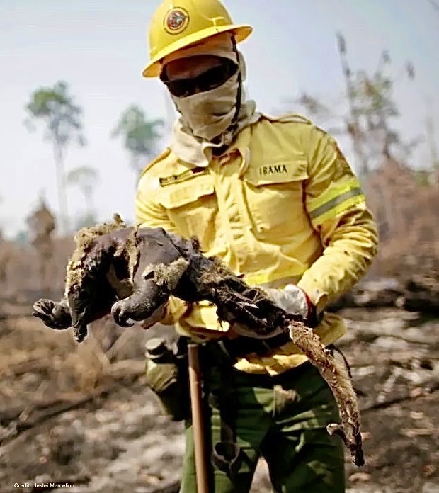 #Brazil 

He tried to run, but with his fur on fire, and flames raging faster than a jaguar, this anteater didn't stand a chance.

The worst of the fire season is weeks away, but this year looks even more catastrophic than 2020, when an estimated 17 million animals died here.