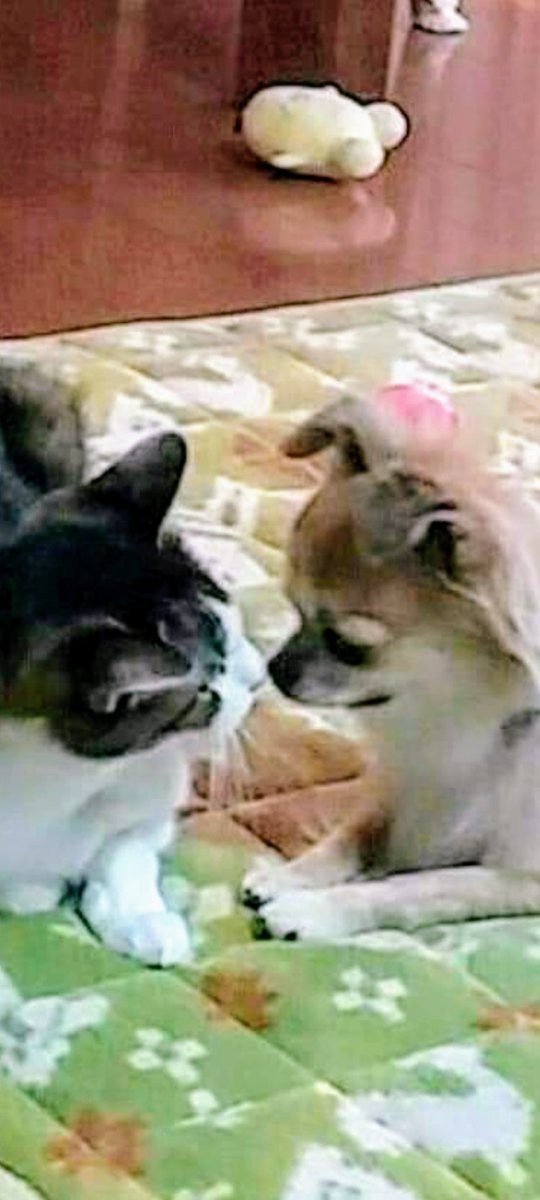 ちびらぶ3 tweet media