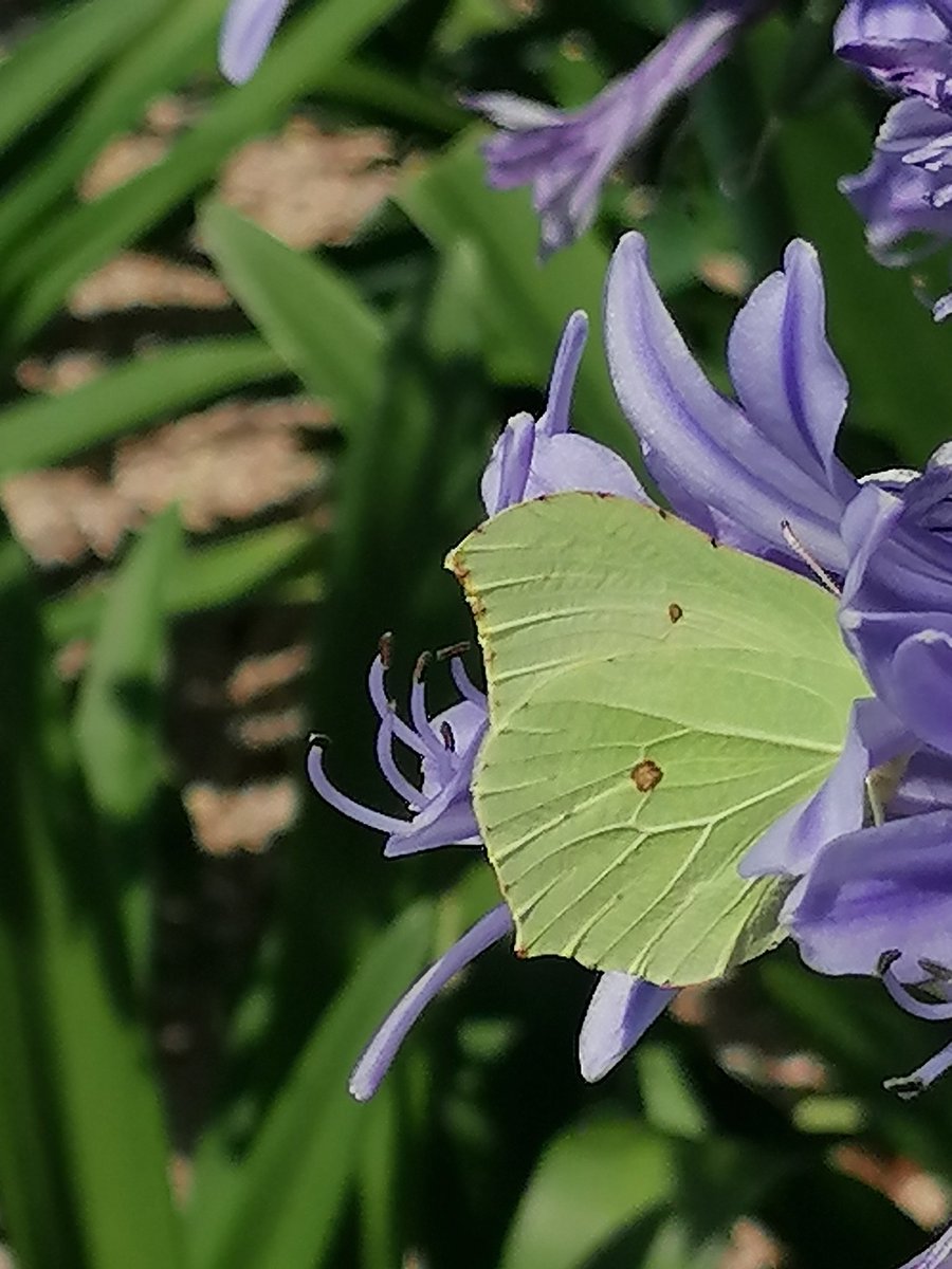 A bee and a butterfly out in the sunshine yesterday at the Horniman Museum and Gardens, SE23