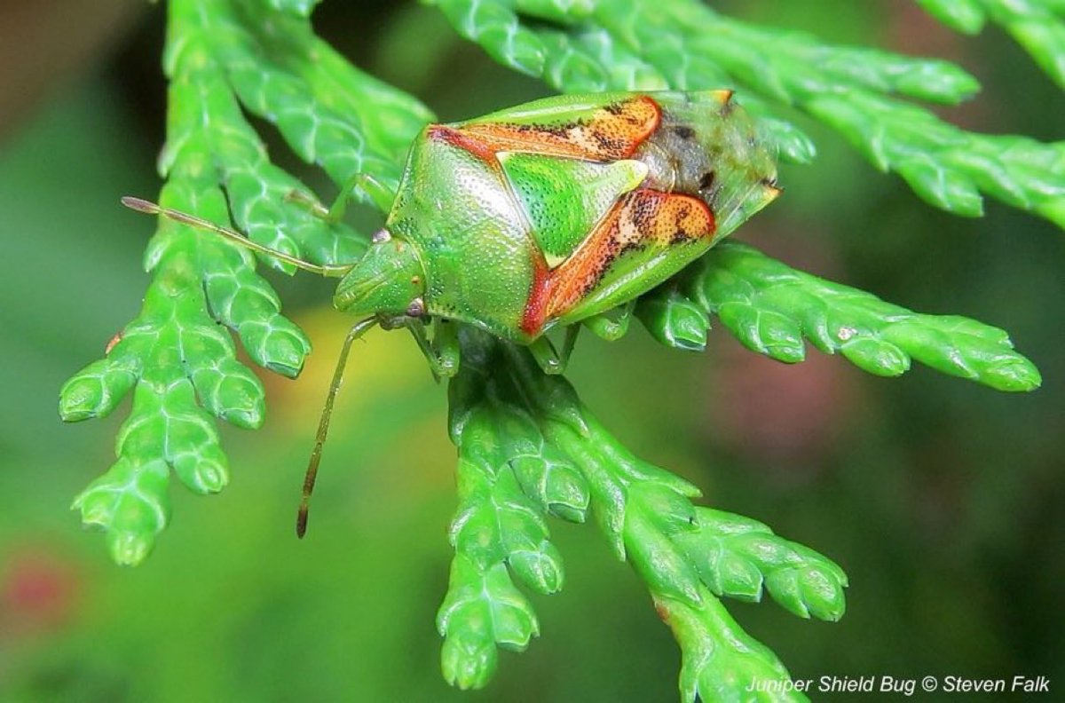 “Society must heed the warning signs of ecological collapse, and take urgent action to restore nature”. Survey reveals that abundance of flying insects in our countryside has dramatically fallen.
More: bit.ly/4ba0dt2
#biodiversity