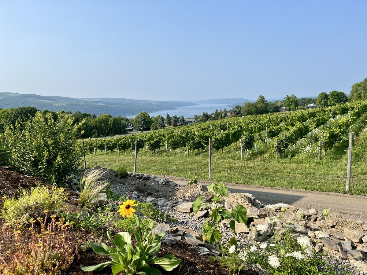 Ana Cabrera tweet media