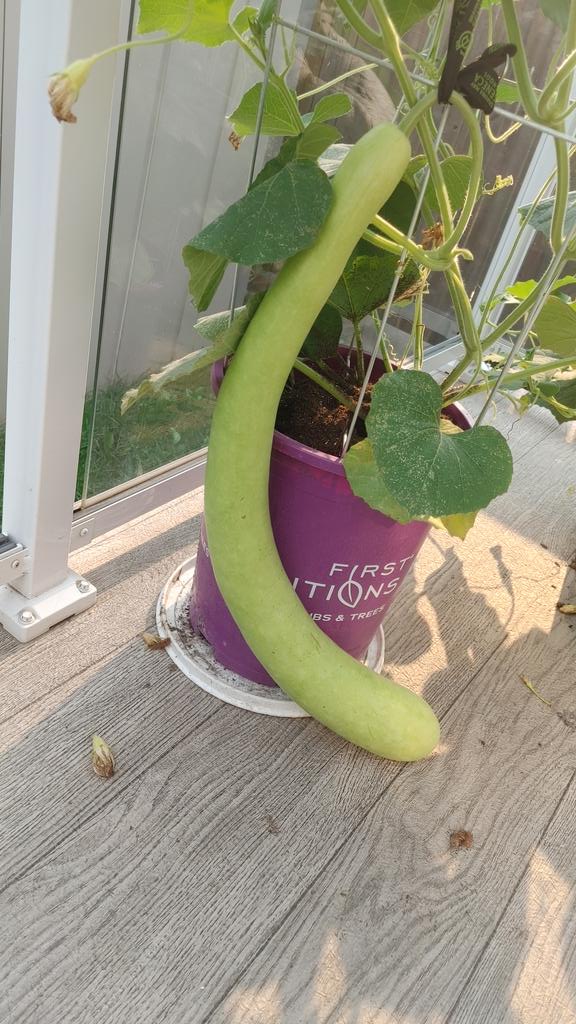 Home grown Loki (Bottle gourd)