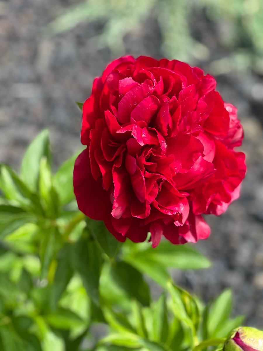 Was_a_Young's tweet photo. @poornabell @GabyLynch9 I grew a peony for the first time this year. https://t.co/6KZXIWJ4yu