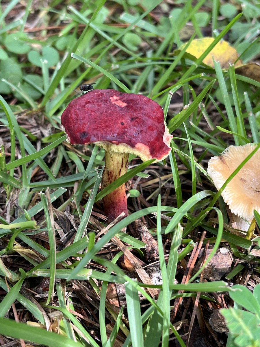 Rose Thicket Farms tweet media