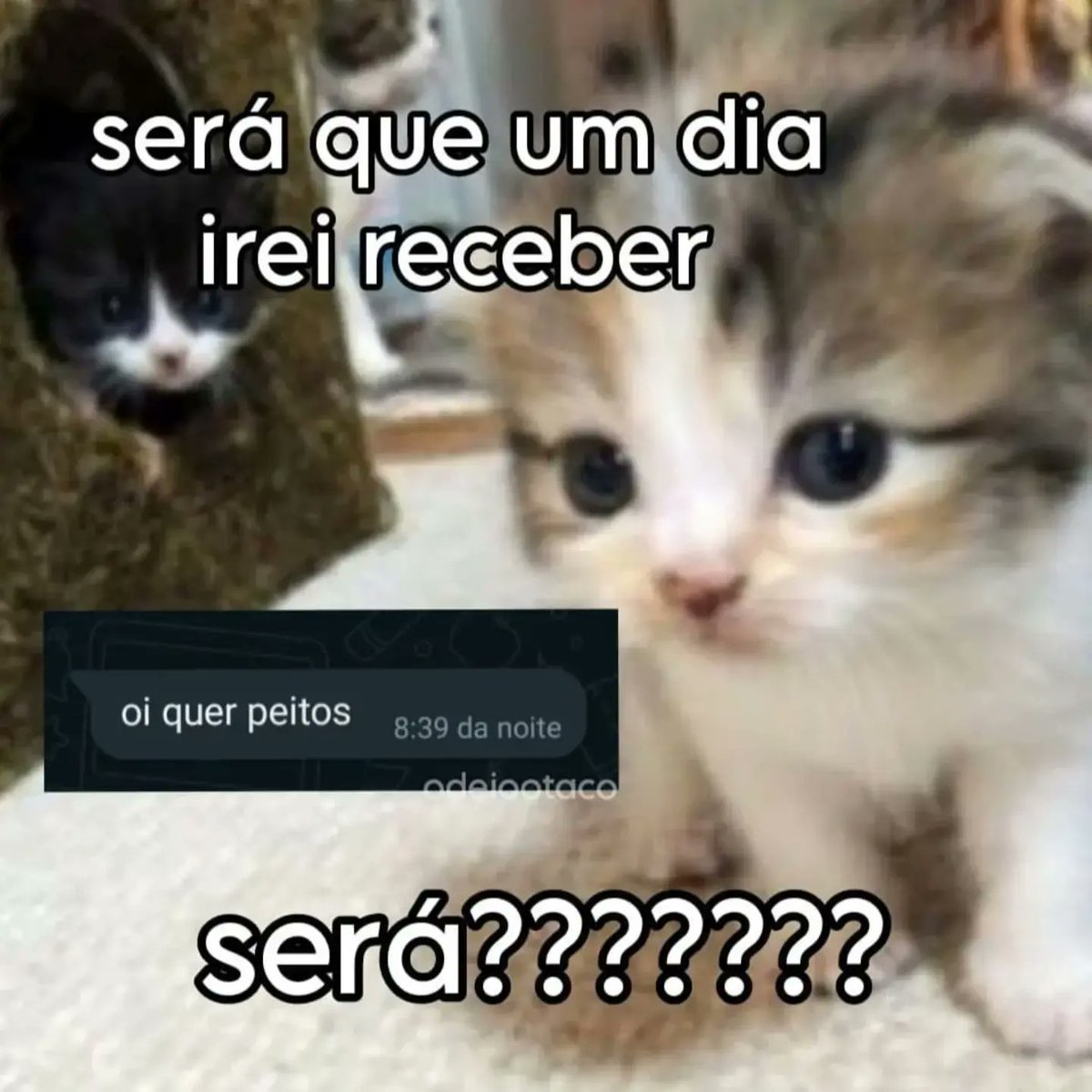 perfil dedicado a gatinhos e peitos (@odeiootaco) on Twitter photo 