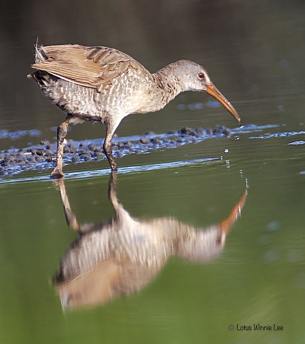 lotuswinnielee's tweet photo. This is one of the Clapper Rails we saw in Plumb Beach on Saturday 7/27/2024. You want to see these Clappers? This is the place to be! #clapperrail #rails #birdwatching #wildlife https://t.co/QjXPISCgAd