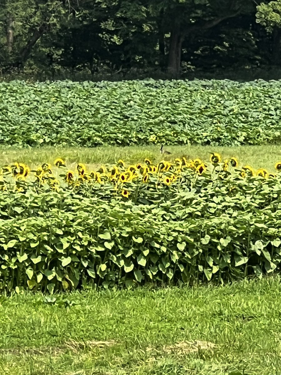 cpsully's tweet image. Last few