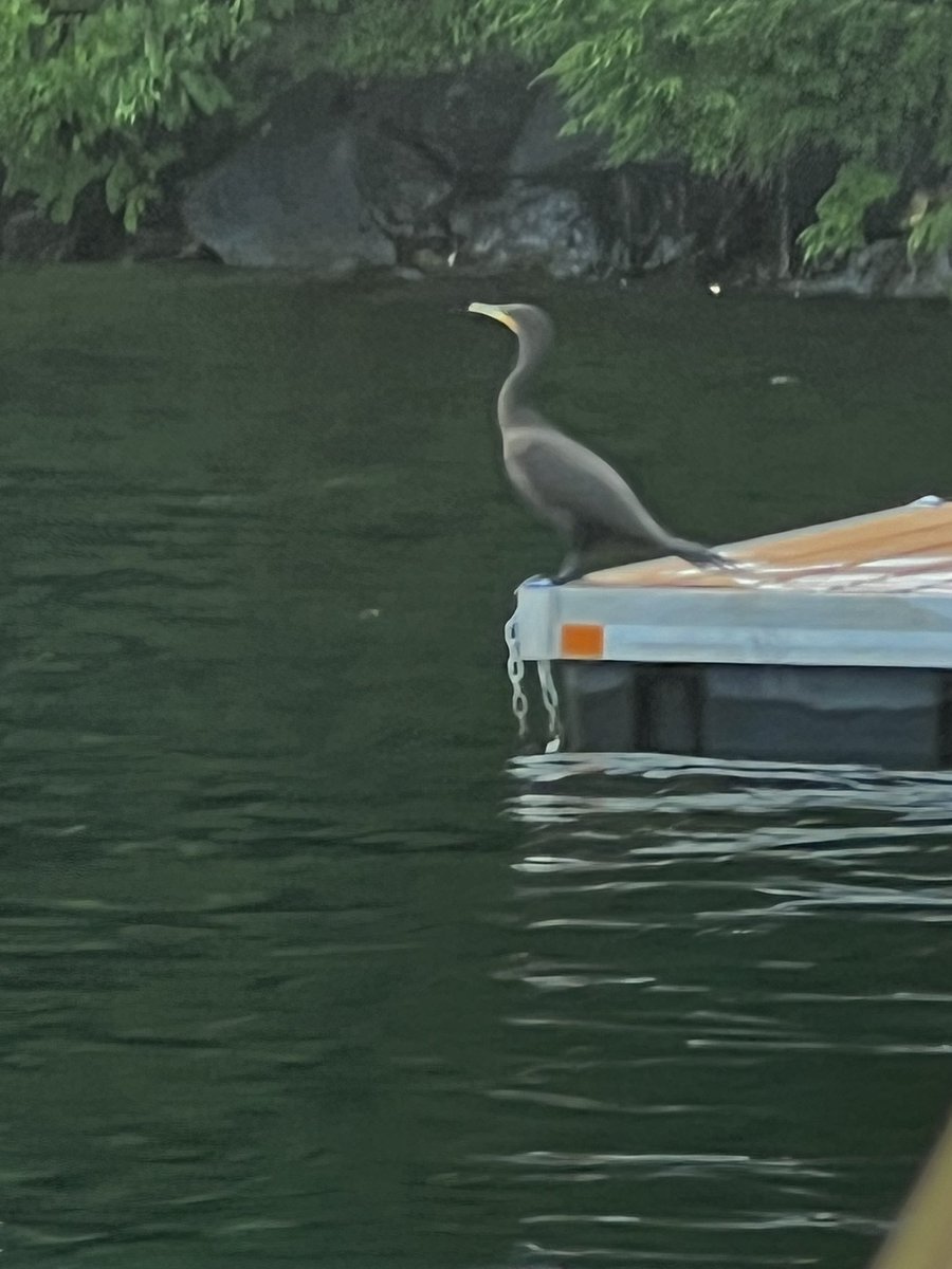 cpsully's tweet image. Something other than politics