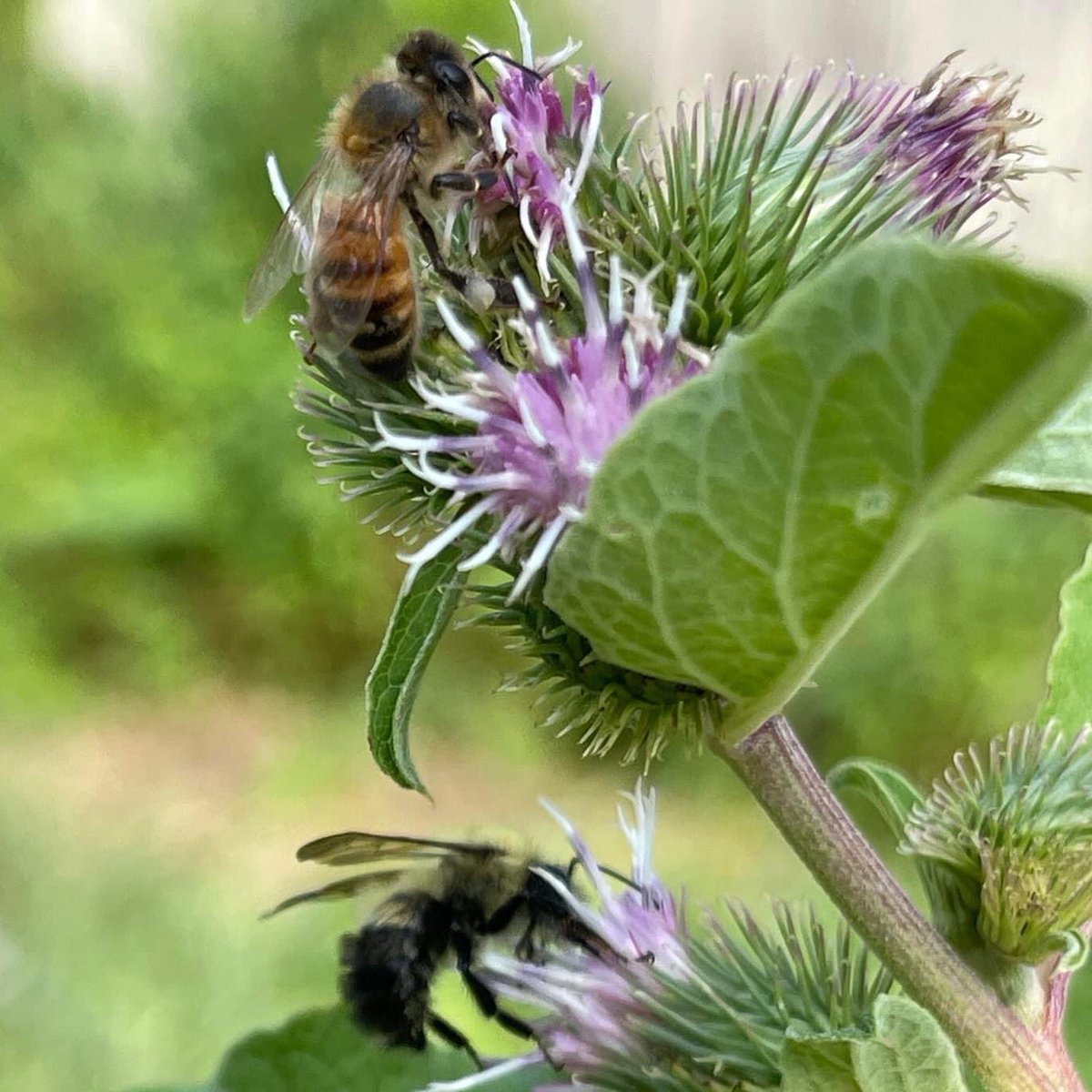 Guys it’s Sunday…take a break! #nature #bees