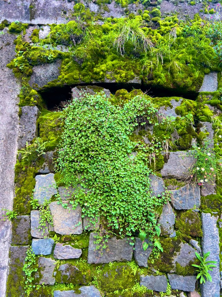 Musgos para el domingo de bajón. 💚