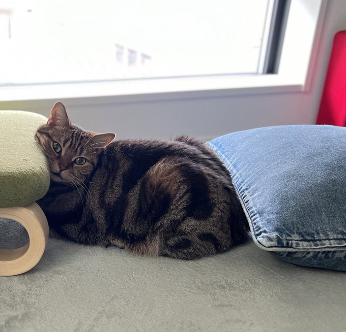 モゲたん首ぐりんなっとるけど... めっちゃ見つめてくるやん&hellip;&hellip; https://t.co/2EPH6ZNDk9