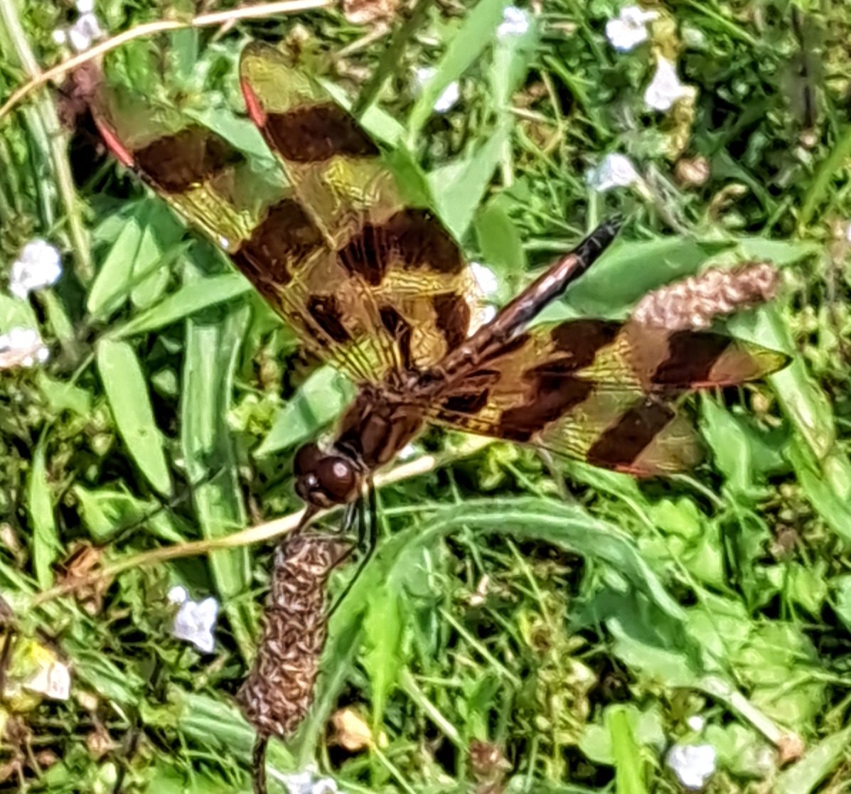 UteSchmid's tweet photo. @VisualsbySauter Thanks for inviting us to share #closeupphotography. These were snapped yesterday at #tinymarshconservationarea, ON, Canada. These tiny #wildflowersofontario are smaller than a pencil eraser! #ResidentialTourist #Snowflakelady #wetlandsmatter https://t.co/vGahjt3QTU