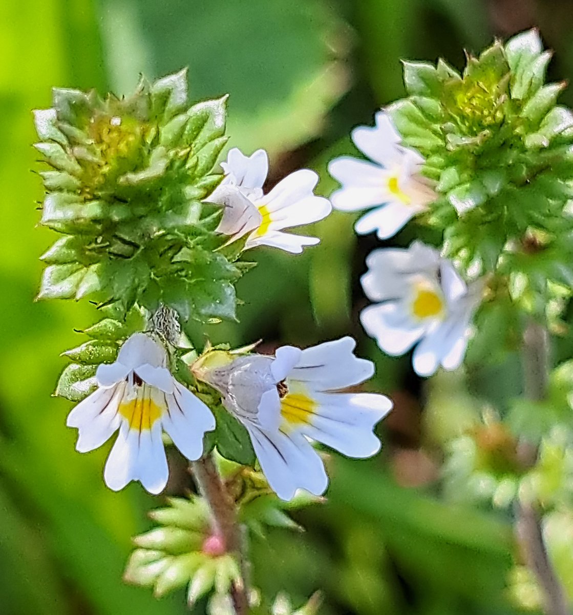 UteSchmid's tweet photo. @VisualsbySauter Thanks for inviting us to share #closeupphotography. These were snapped yesterday at #tinymarshconservationarea, ON, Canada. These tiny #wildflowersofontario are smaller than a pencil eraser! #ResidentialTourist #Snowflakelady #wetlandsmatter https://t.co/vGahjt3QTU