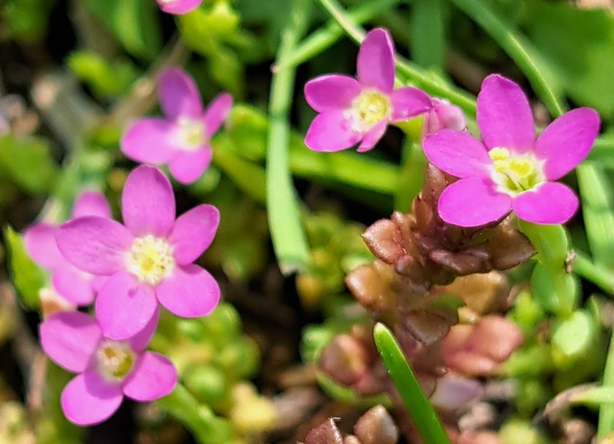 UteSchmid's tweet photo. @VisualsbySauter Thanks for inviting us to share #closeupphotography. These were snapped yesterday at #tinymarshconservationarea, ON, Canada. These tiny #wildflowersofontario are smaller than a pencil eraser! #ResidentialTourist #Snowflakelady #wetlandsmatter https://t.co/vGahjt3QTU