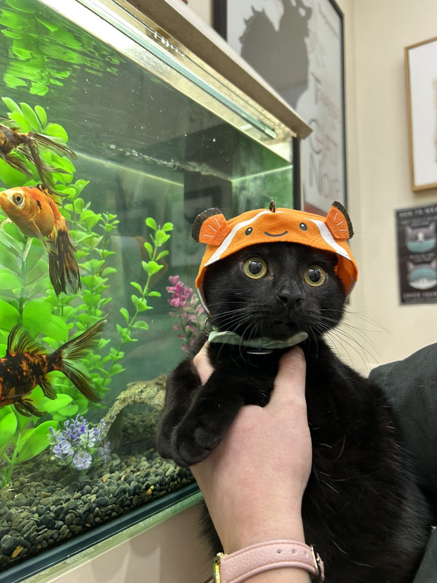 Goku_thecat_'s tweet photo. When I tried to make friends at the vet 🐠 https://t.co/A9f5nBbIWy