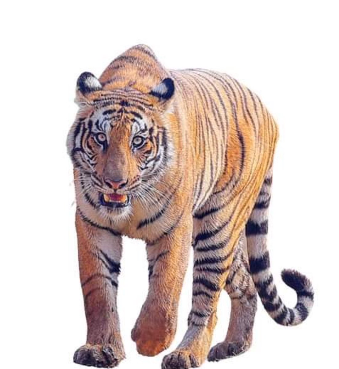MaheshwarDhaka1's tweet photo. International Tiger Day-2024, let’s focus on 
✅ manage wetlands and grassland
✅ manage tiger-human conflict 
✅ implement enough livelihood activities 
✅ control poaching and trade   
✅ promote Nature/tiger based tourism 
✅ enhance capacity building activities https://t.co/DXo9kUWQW0
