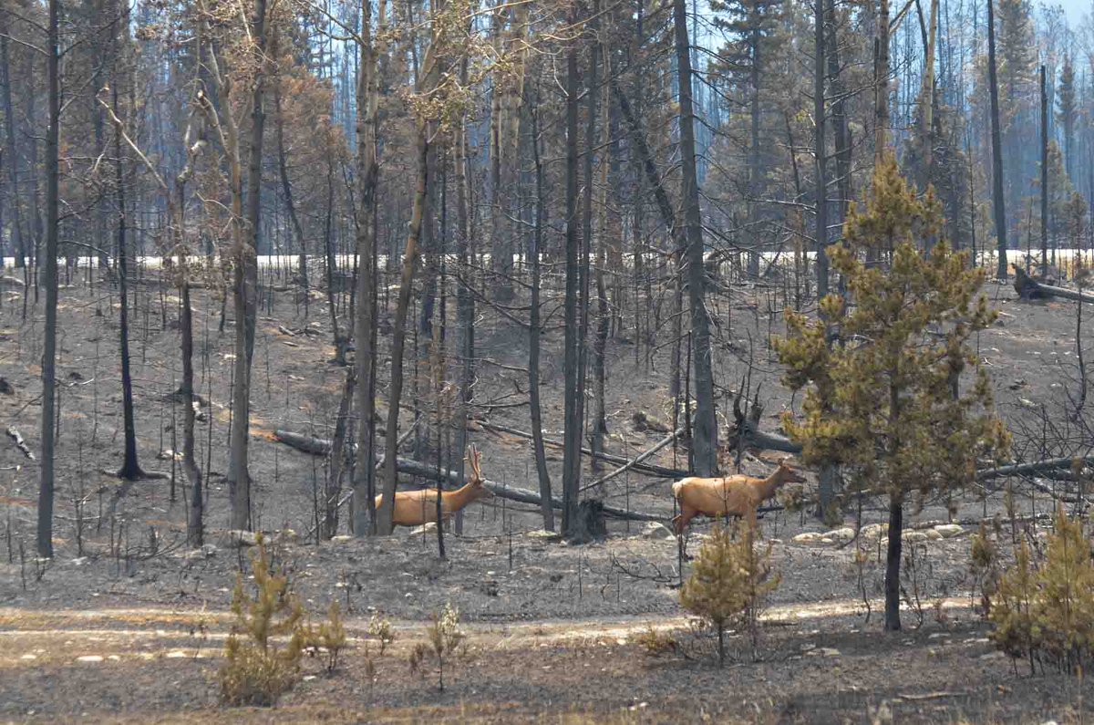Au milieu des cendres, la vie reprend son cours
Tout comme la communauté de Jasper, la faune du parc national Jasper se remettra de cette crise.
Face aux flammes, l’instinct extraordinaire de la faune, comme celui des ours et des wapitis, les guide vers la sécurité.