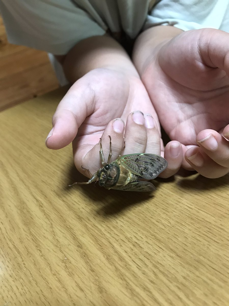 mogrow_j's tweet photo. あっという間にこうなる
すごいよなぁ〜

私もゆっくり脱皮中 https://t.co/BZonvXlJ33