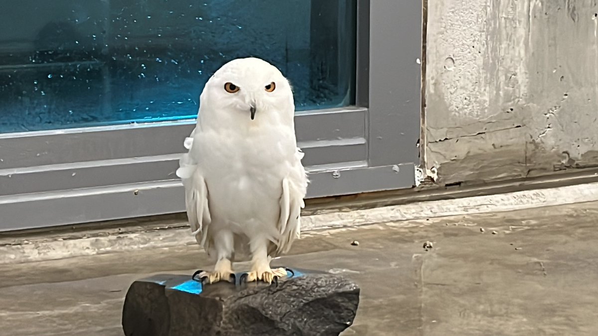 静岡市立日本平動物園 on X