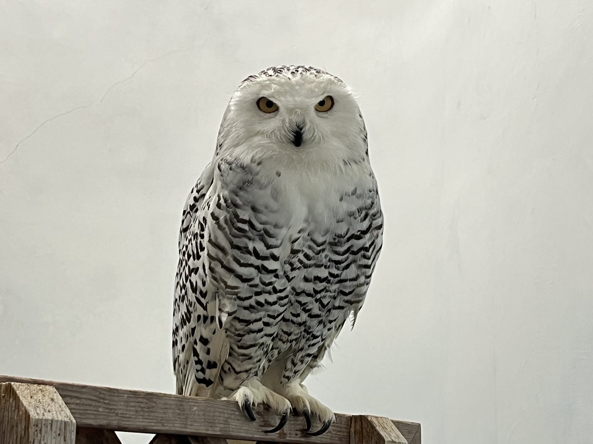 静岡市立日本平動物園 on X