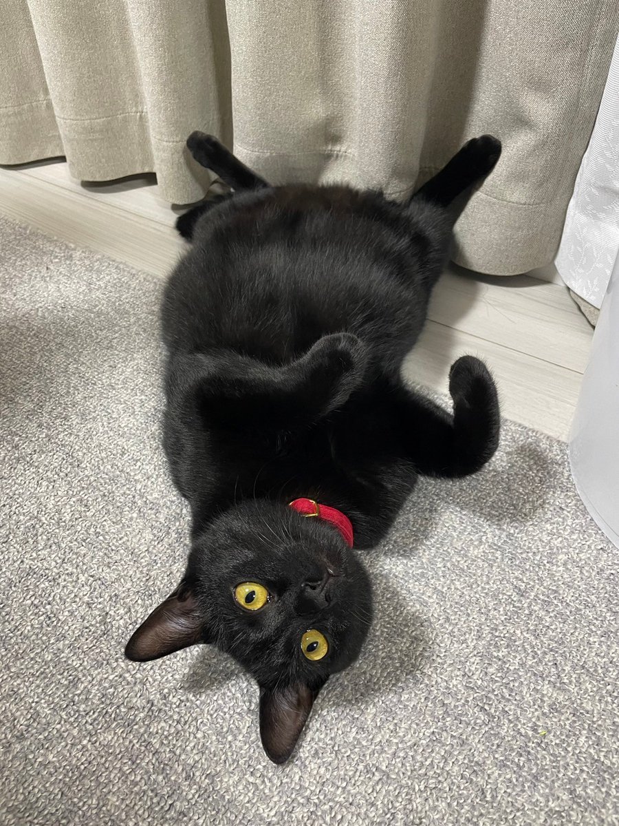 ＃黒猫を見せつける会
可愛い