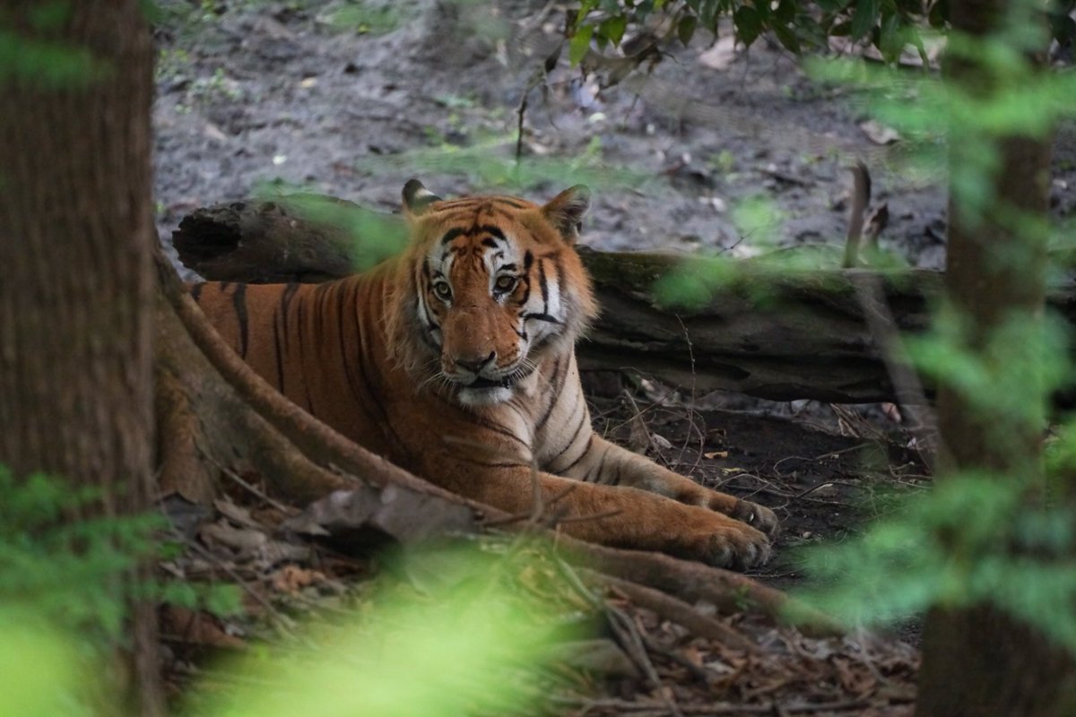 Wish all the wildlife enthusiasts a very Happy International Tiger Day 2024. May we keep seeing this majestic animal for a long long time. The stealthy walk, the intense gaze and noticeable charm is what keeps everyone attracted to this beautiful animal.